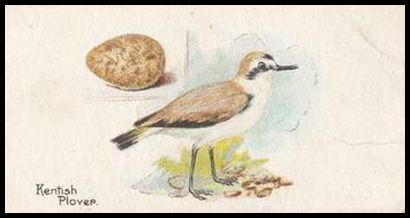 1 Kentish Plover